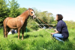 Enjoy equine activities in Devon and South West for personal development with Hush Farms.